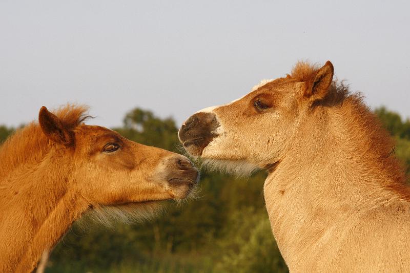 Gabriel und Lysir 6.jpg